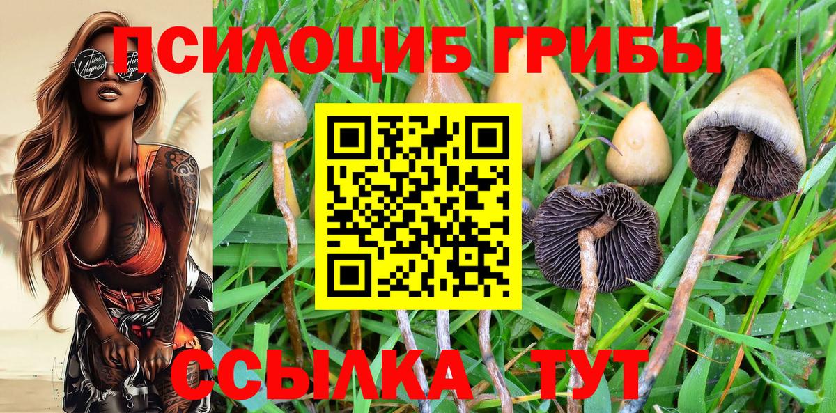 Псилоцибиновые грибы Cubensis Сызрань